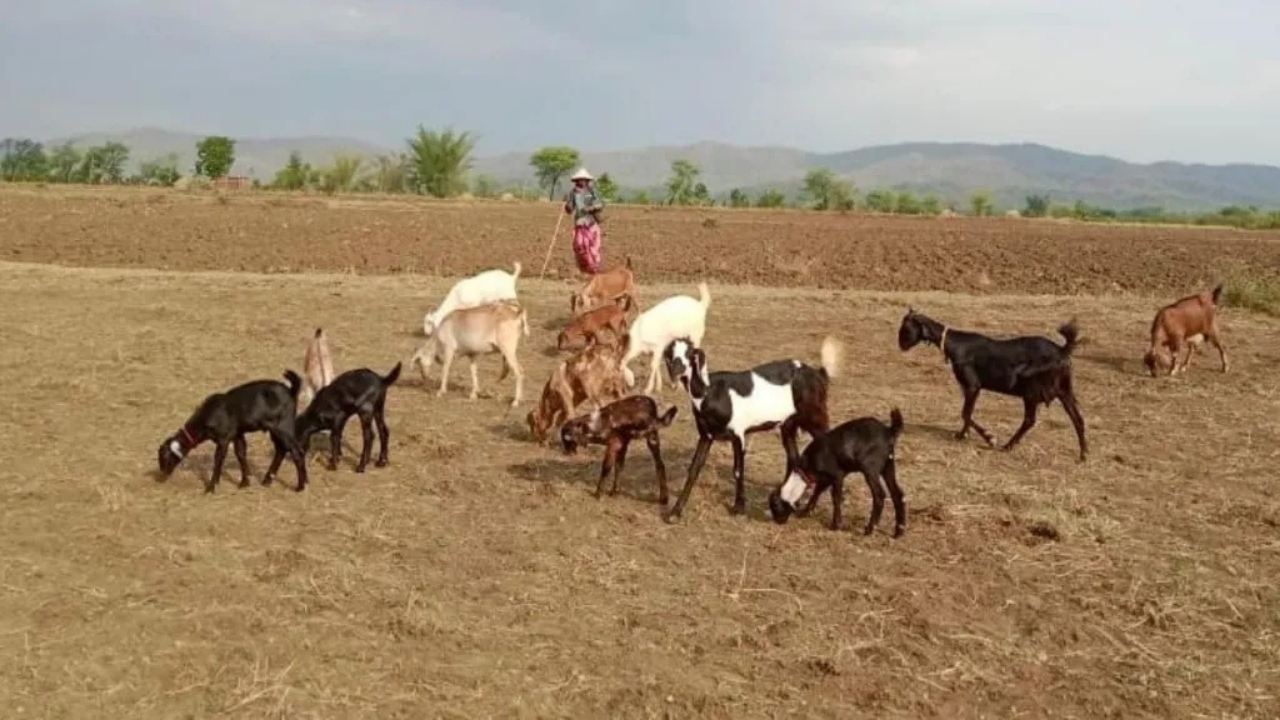 Goat Farming